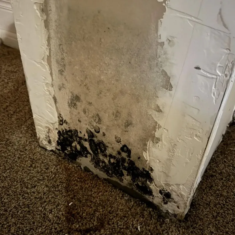 Professional Mold Removal in Franklin, KY